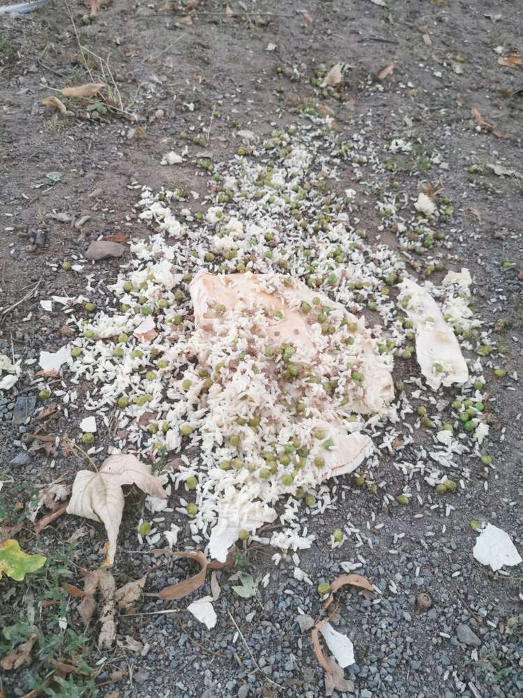 Giftköder-Essensreste / Abfall oder Gifköder-Profilbild