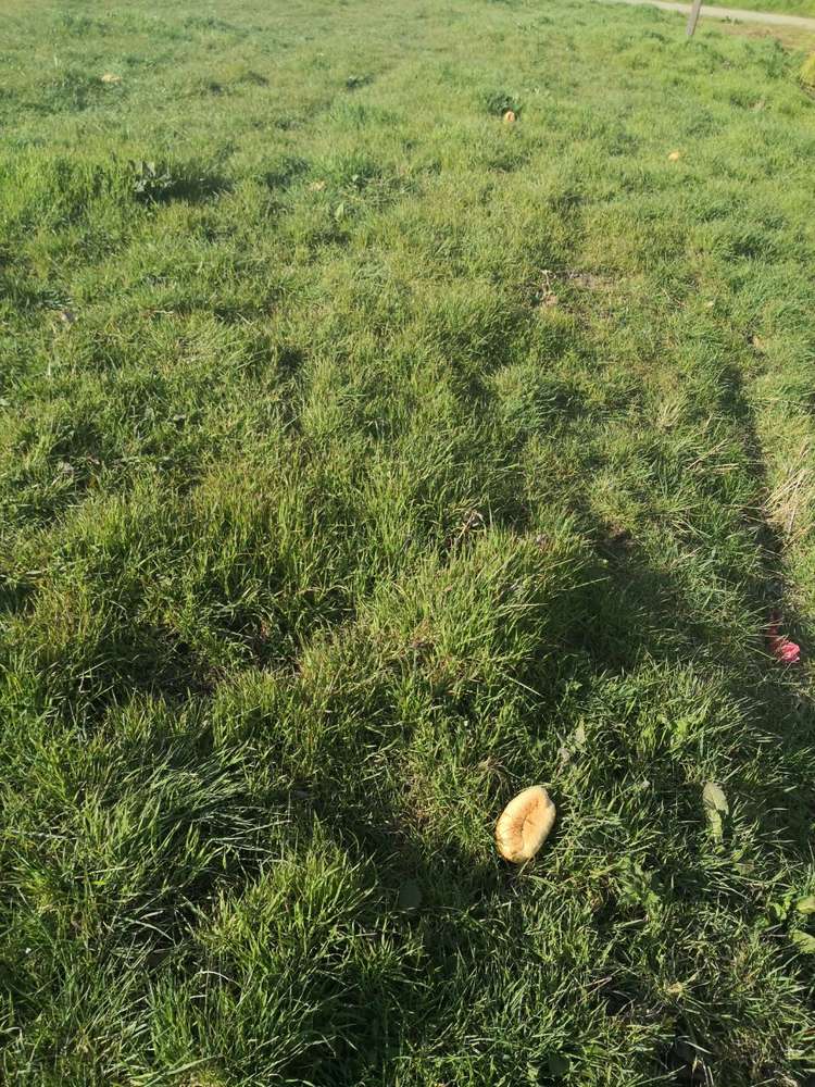 Giftköder-Brötchen-Profilbild