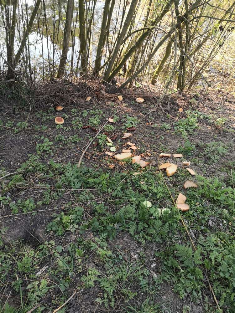 Giftköder-Lebensmittel Reste-Profilbild