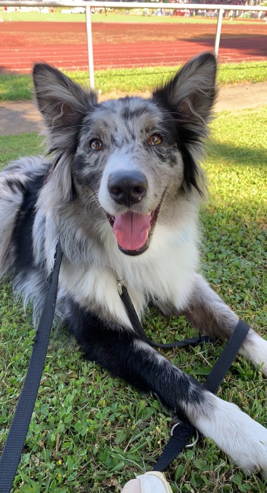 Hundetreffen-Spielfreunde gesucht-Profilbild