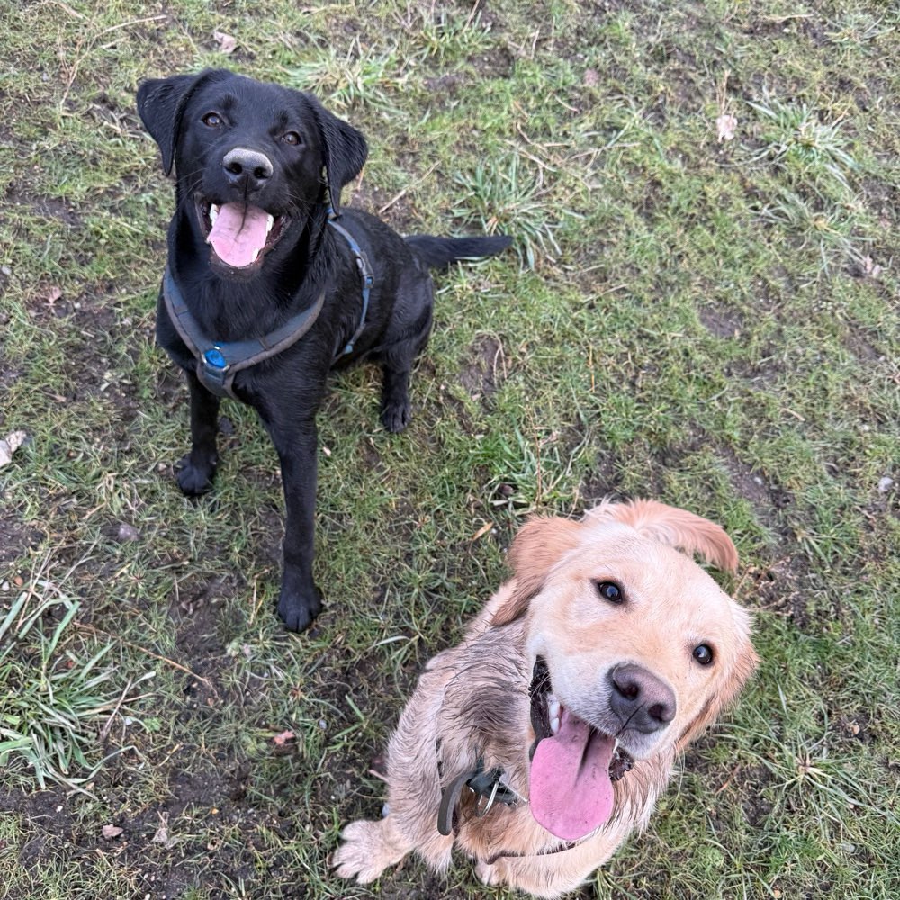Hundetreffen-Bernsdorf Dogs-Profilbild