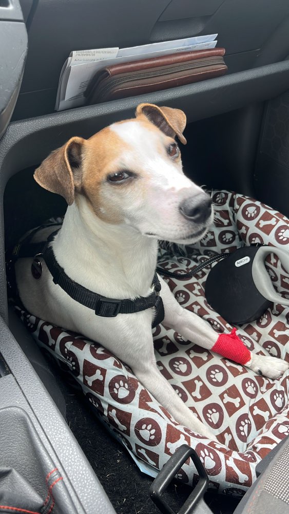 Giftköder-Giftköder-Profilbild