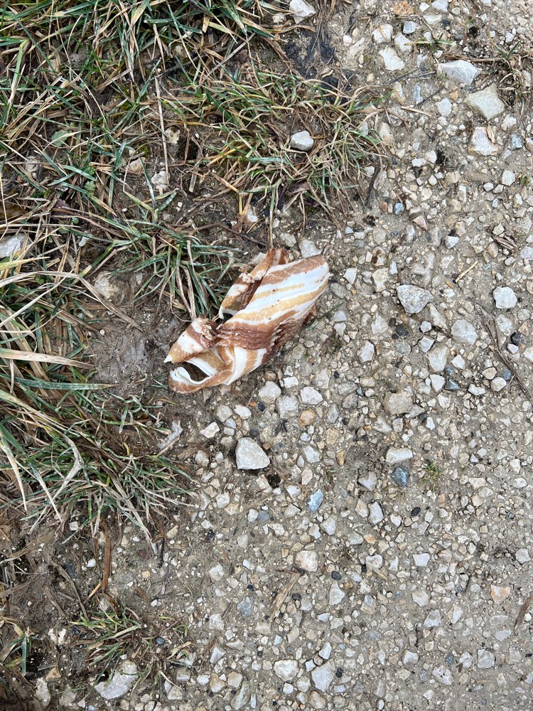 Giftköder-Speck-Profilbild