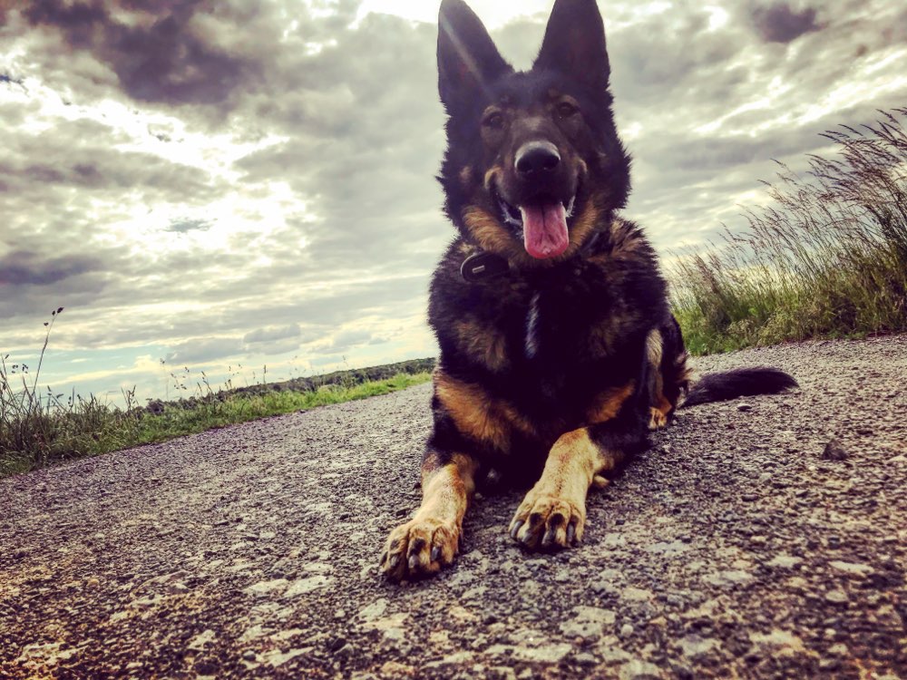 Hundetreffen-Spielkameraden gesucht Paunsdorf/Heiterblick-Profilbild