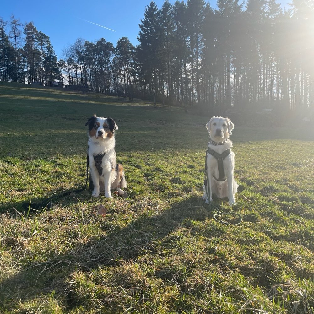 Hundetreffen-Spazieren mit Oskar und Oliver-Profilbild