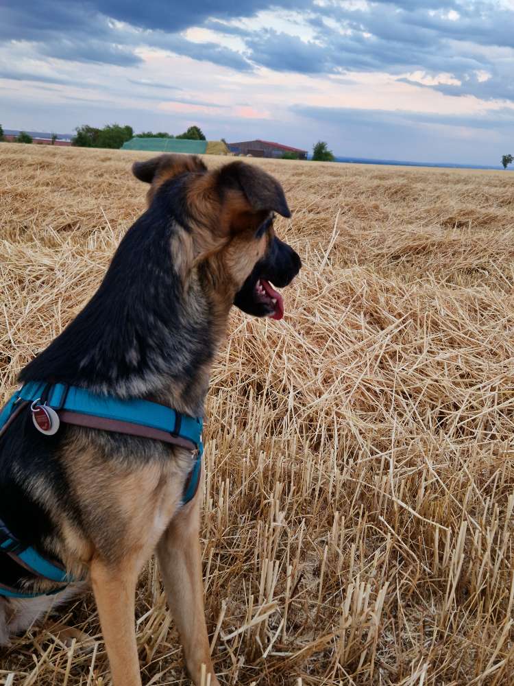 Hundetreffen-Spielgefährten / Gassi Freund gesucht-Profilbild