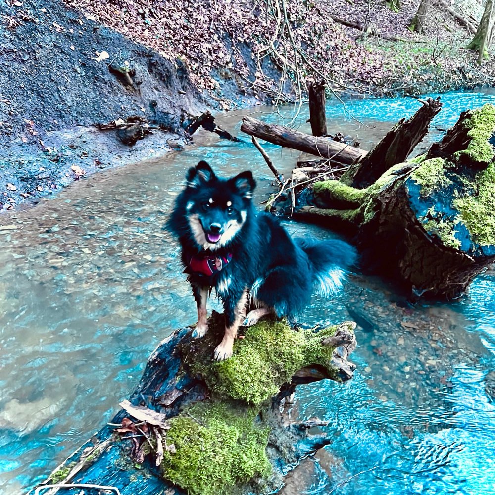 Hundetreffen-Buddy gesucht-Profilbild