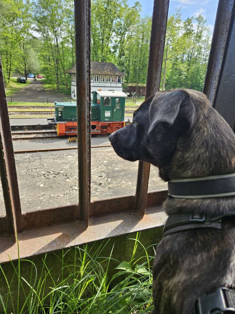 Hundetreffen-Social Walk / Gassi Runde-Profilbild
