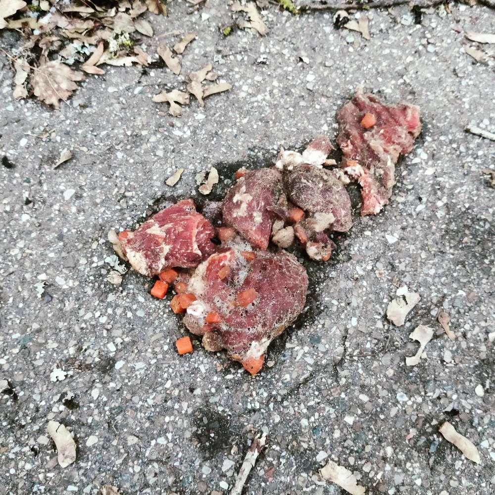 Giftköder-Vermutlich Giftköder (festgefroren)-Profilbild