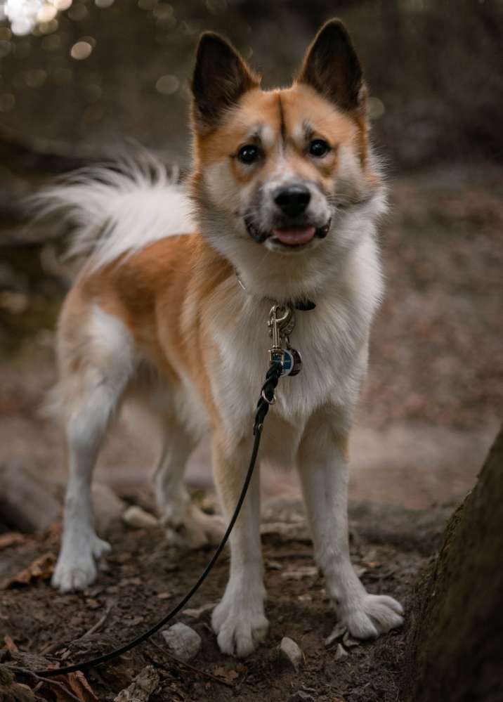 Hundetreffen-Social Walks-Profilbild