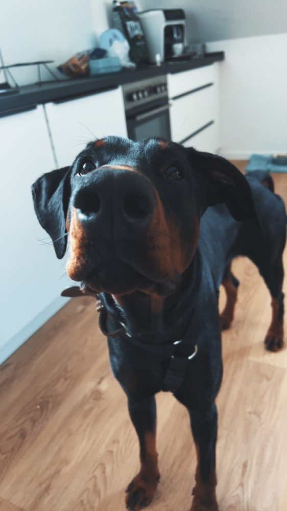 Hundetreffen-Neue Hundefreunde gesucht-Profilbild