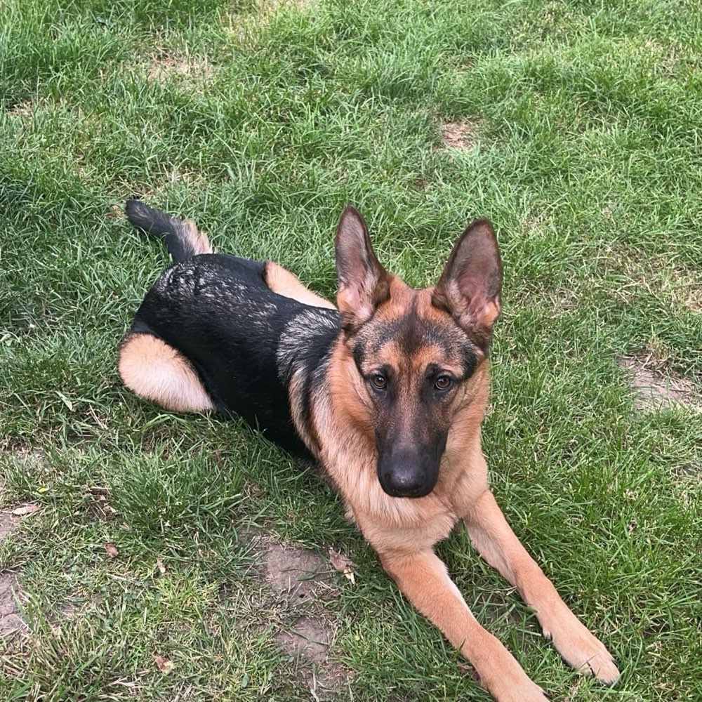 Hundetreffen-Hunde Begegnung üben-Profilbild