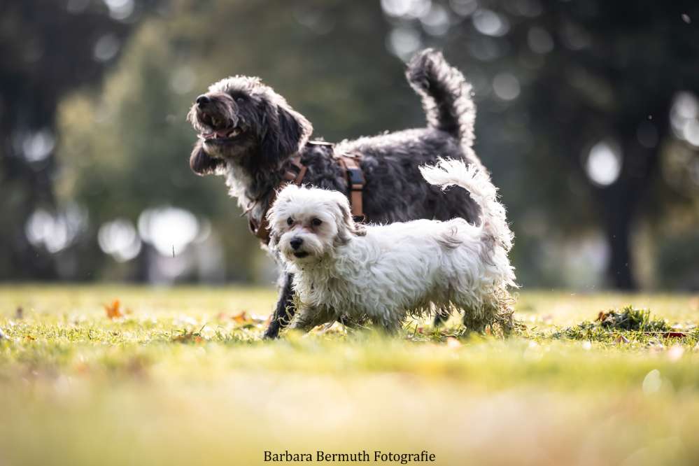 Hundetreffen-Junger Mini-Hund sucht Spielfreunde-Profilbild