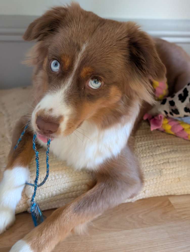 Hundetreffen-Gemeinsame Spaziergänge/regelmässige Spaziergänge-Profilbild