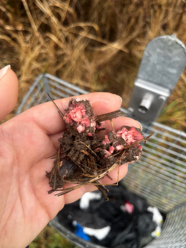 Giftköder-Diverse Ausgelegte Fleischstücke-Profilbild