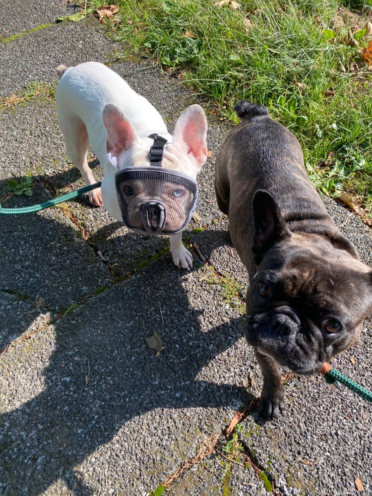 Giftköder-Giftköder - Vergiftete Hündin-Profilbild