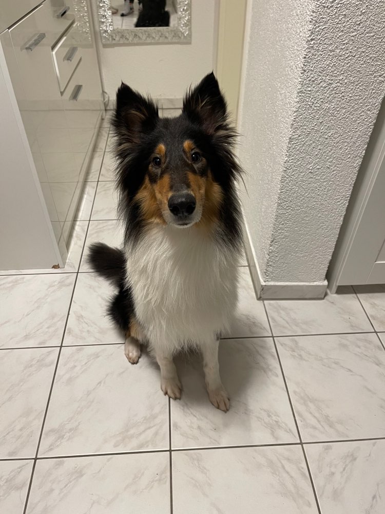 Hundetreffen-Colli‘s-Profilbild