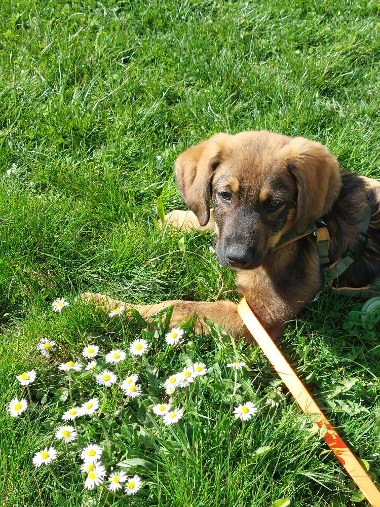 Hundetreffen-Spaziergänge und spielen-Profilbild