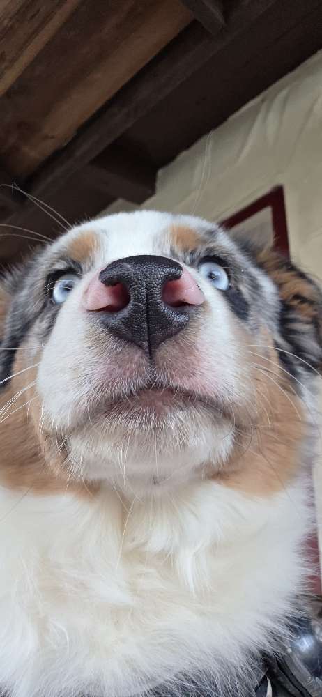 Hundetreffen-Spieltreffen-Profilbild