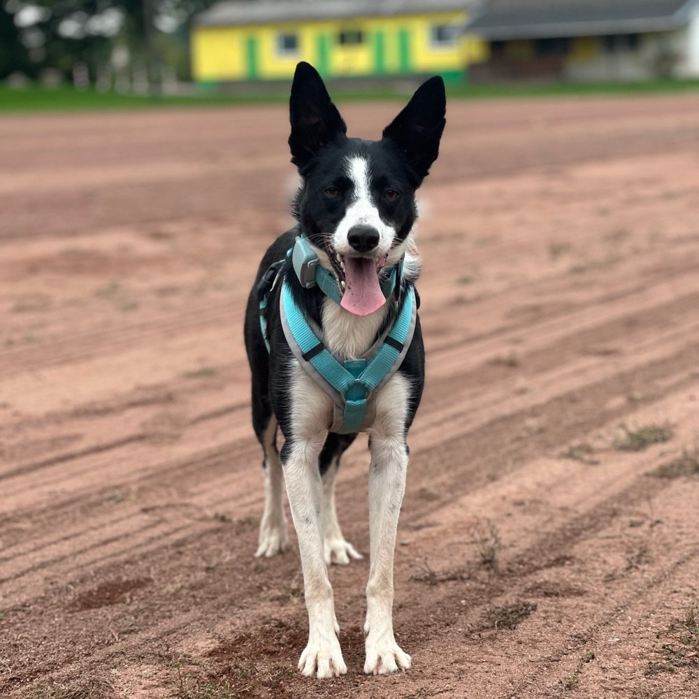 Hundetreffen-Suche Hundebuddys für Spaziergänge und Spiel-Profilbild