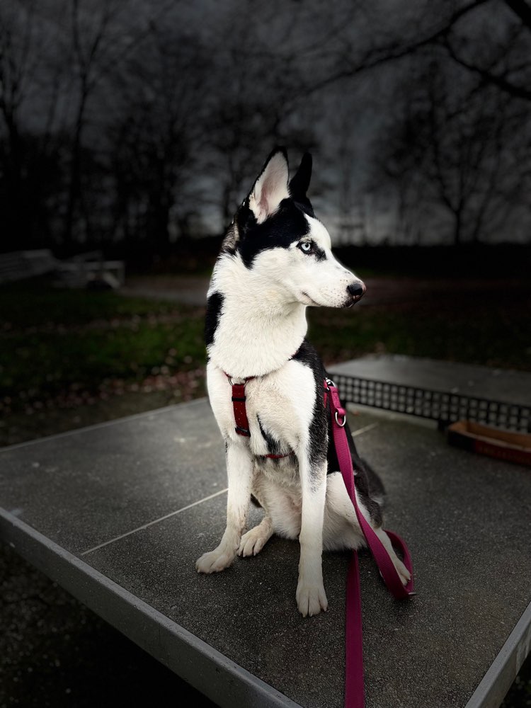 Hundetreffen-Luna sucht hundefreunde zum spielen-Profilbild