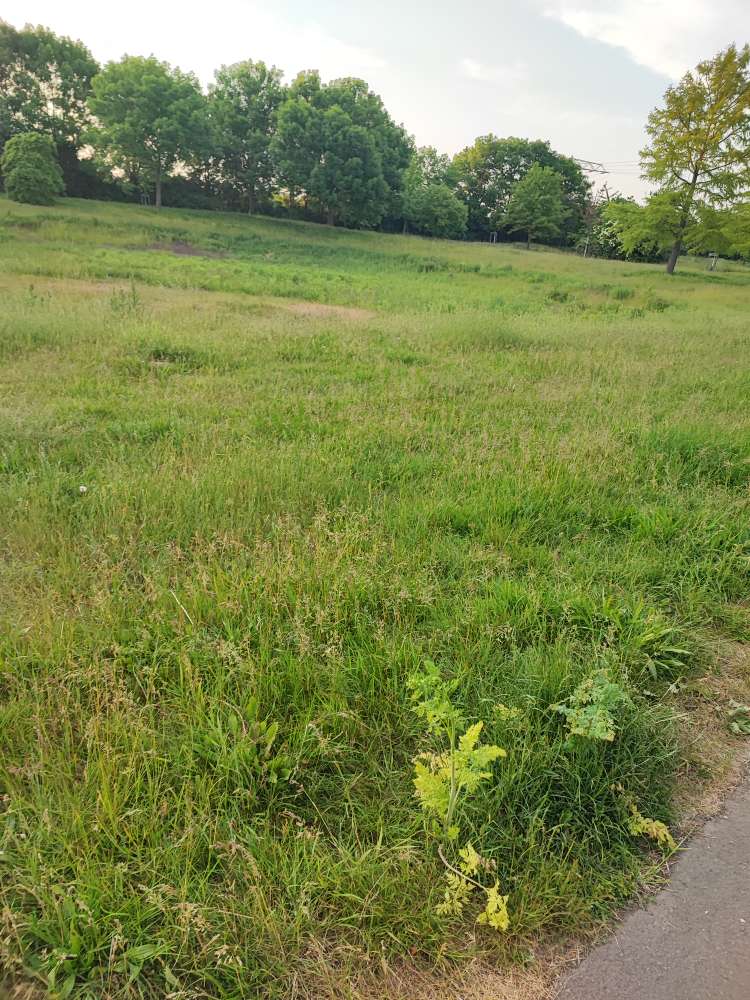 Giftköder-Schierling, das giftige-Profilbild