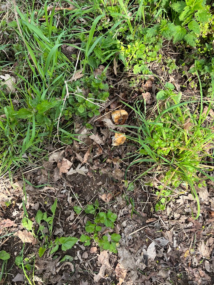 Giftköder-Vergrabene Brot Stücke-Profilbild