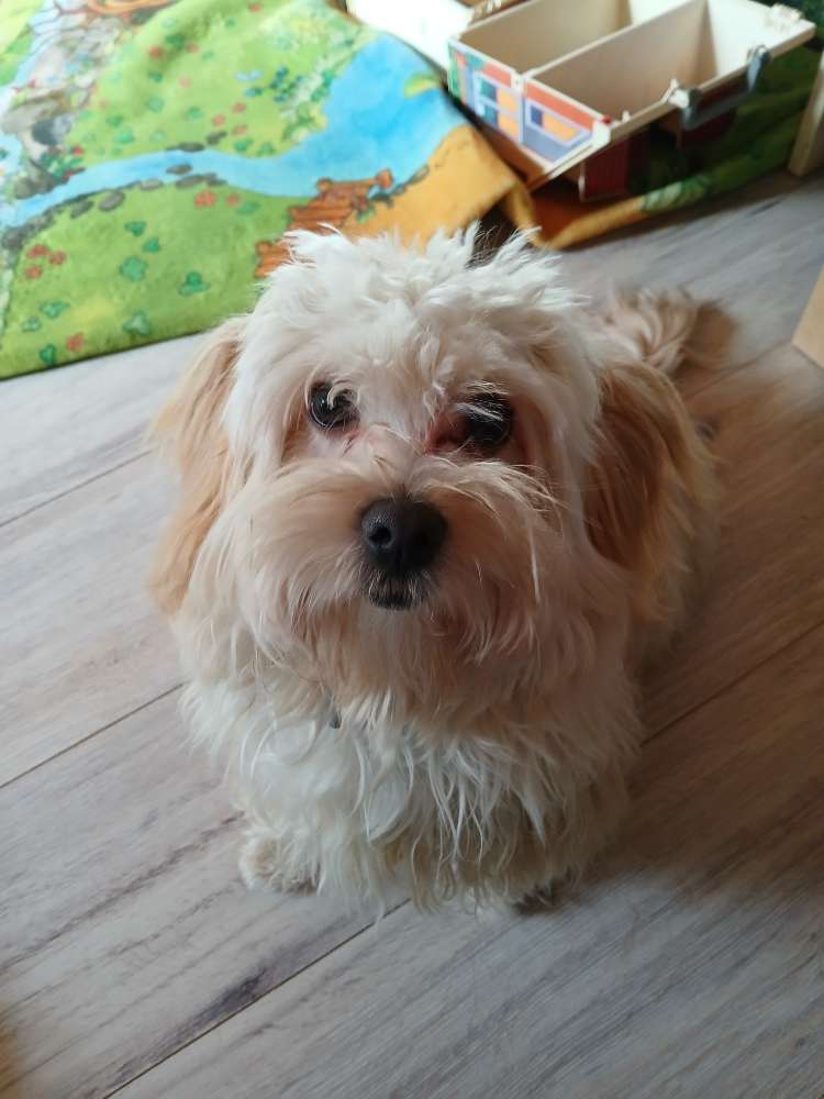 Hundetreffen-Suche Spiel und Gassi Freunde für Sammy-Profilbild