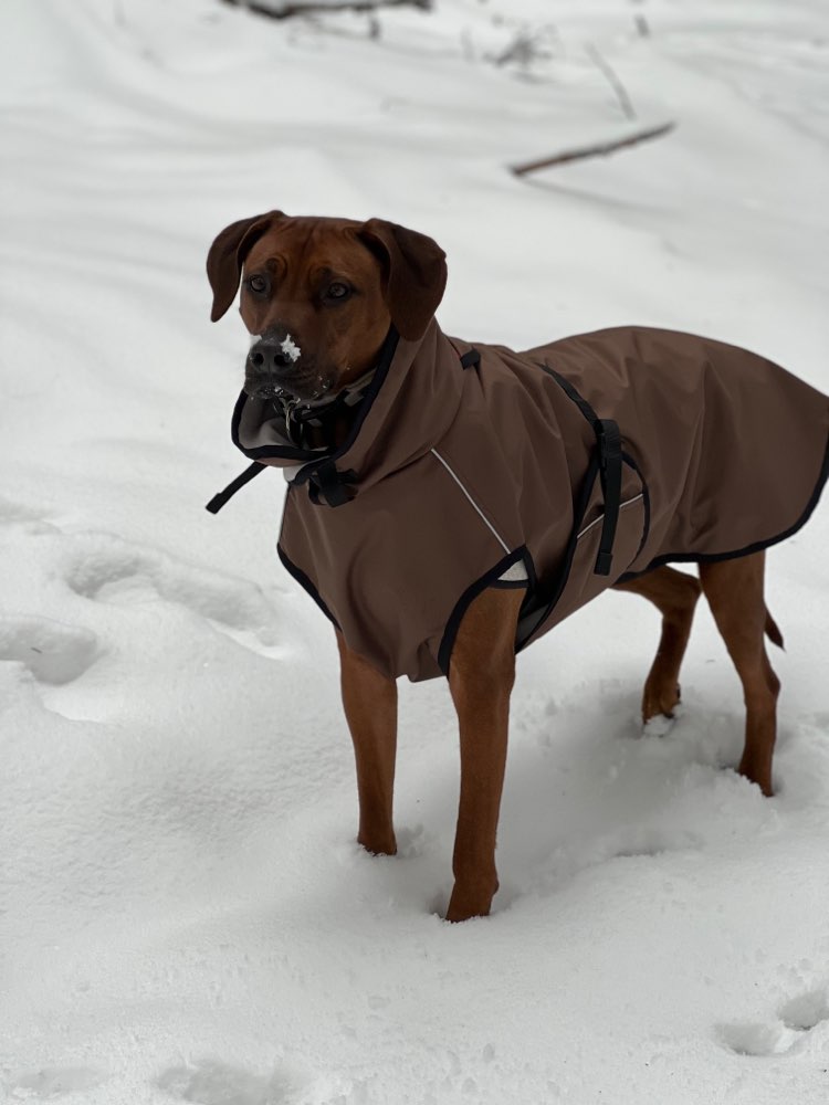 Hundetreffen-Ridgeback Treffen Frankfurt-Profilbild