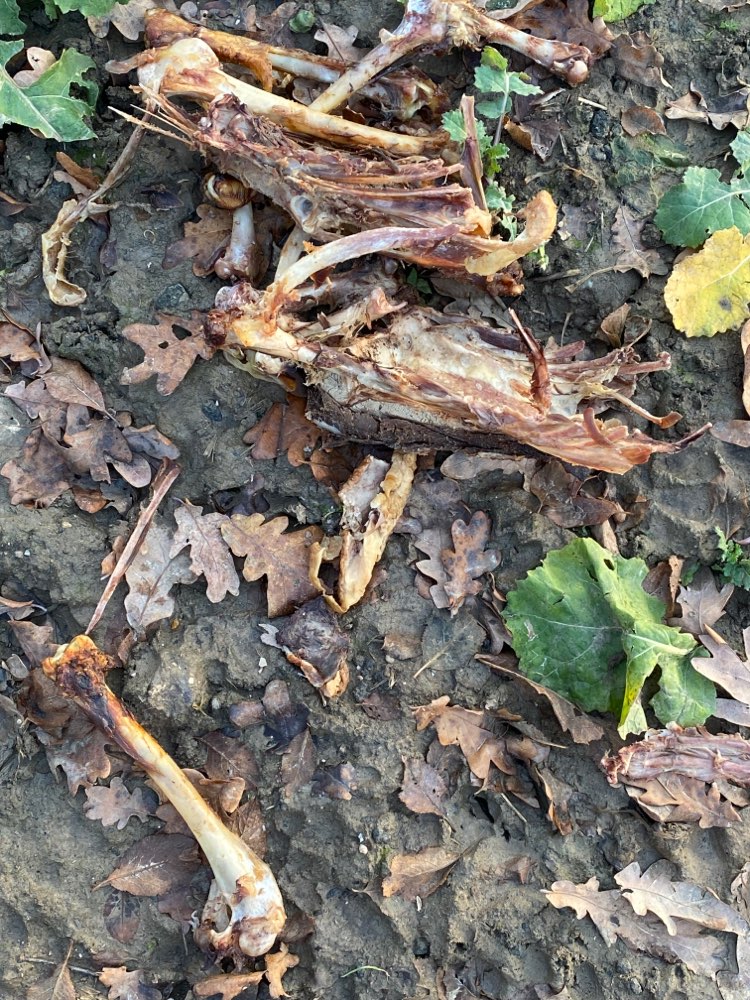 Giftköder-Knochenabfälle-Profilbild