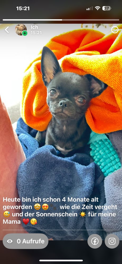 Hundetreffen-Gassi und Hundefreund gesucht-Profilbild