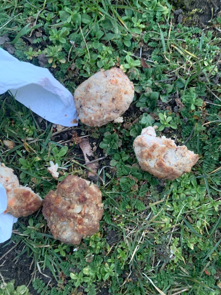 Giftköder-Vermutlich Giftköder auf der Wiese am Jahnplatz-Profilbild