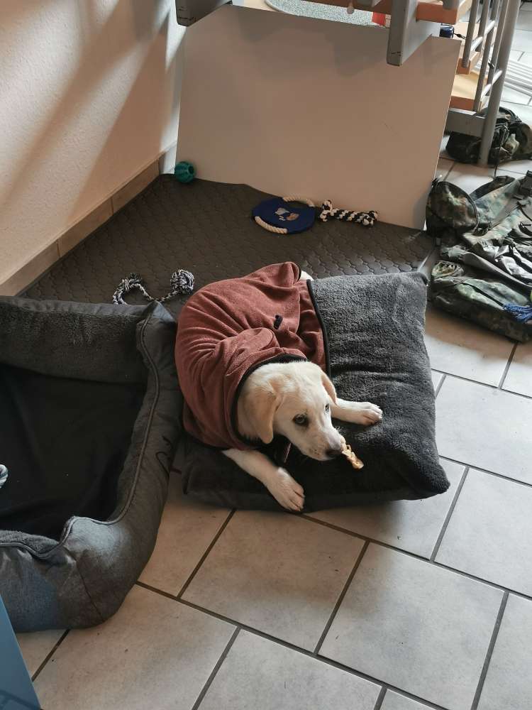 Hundetreffen-Welpen-/Junghund Treffen-Profilbild