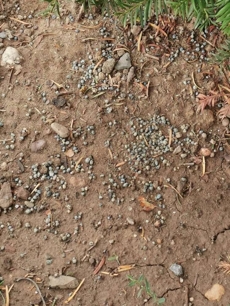 Giftköder-Schneckenkorn-Profilbild