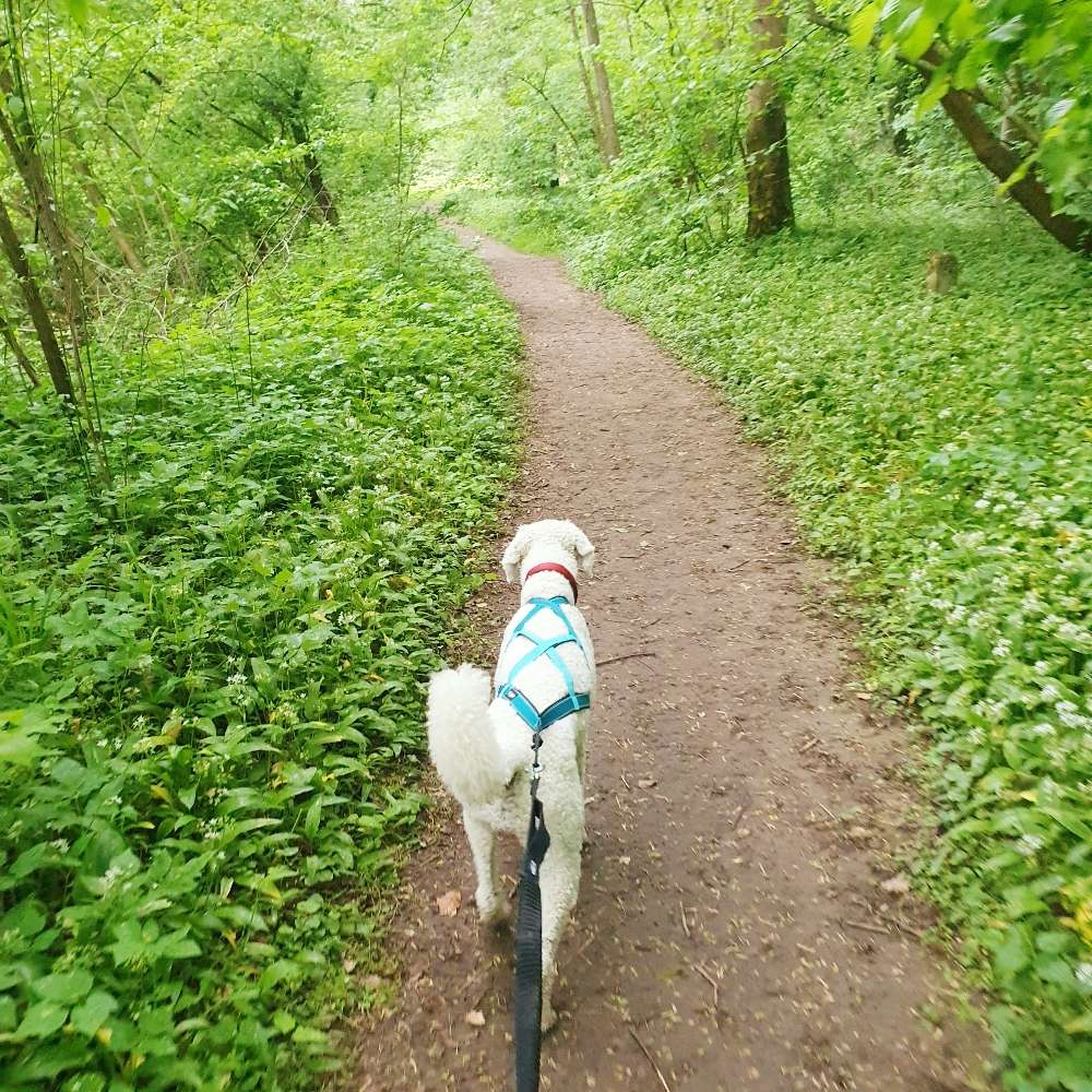 Hundetreffen-Mantrailing Partner/in gesucht-Profilbild