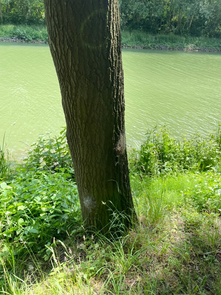 Giftköder-Eichenprozessionsspinner am Kanal-Profilbild