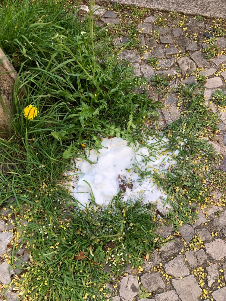 Giftköder-Großer Haufen weißes Pulver-Profilbild