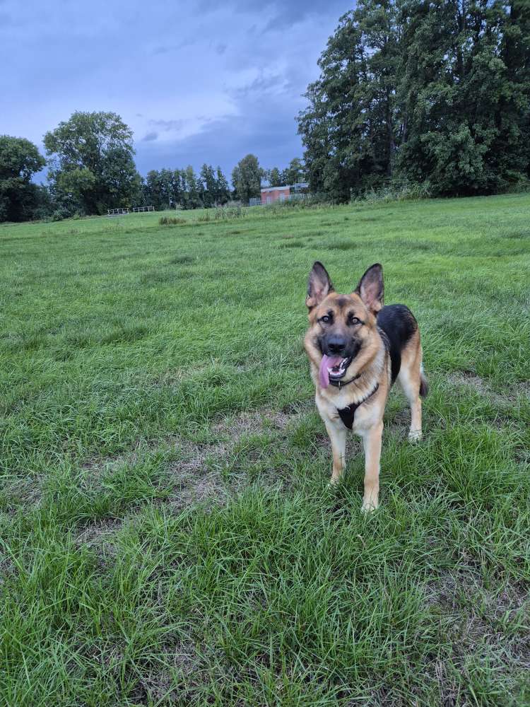 Hundetreffen-Kann auch ein Schäferhund Spielgefährten finden.....-Profilbild