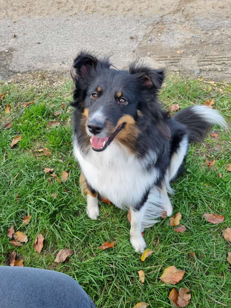 Hundetreffen-Treffen zum Spielen-Profilbild