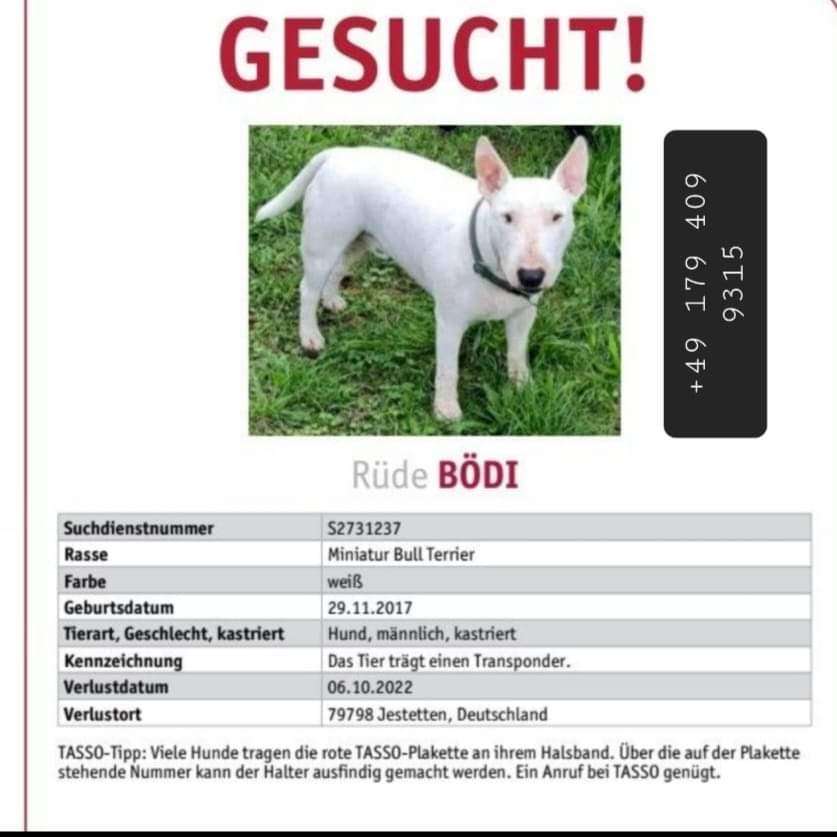 Suchmeldung-BÖDI-Profilbild