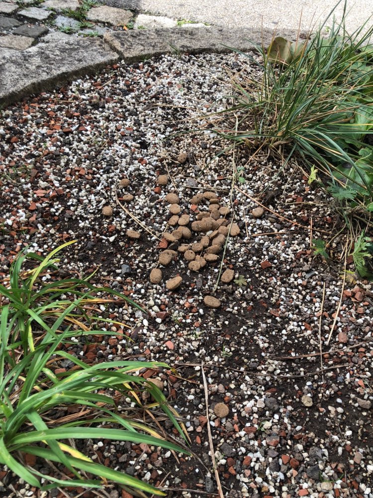 Giftköder-Ausgelegtes Futter-Profilbild