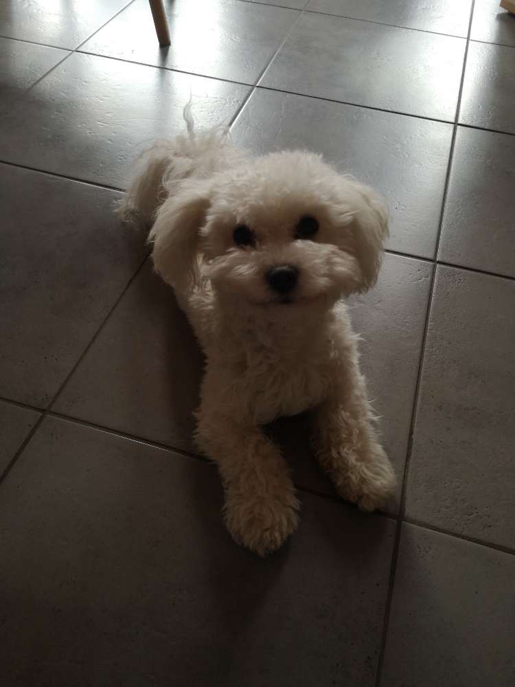 Hundetreffen-Kleine Hunde in und um Helmstadt-Profilbild