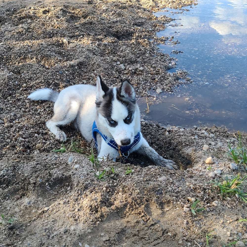 Hundetreffen-Hundetreffen-Profilbild