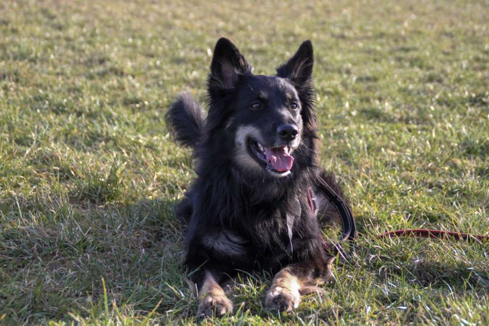 Hundetreffen-Treffen zum Trainig-Profilbild