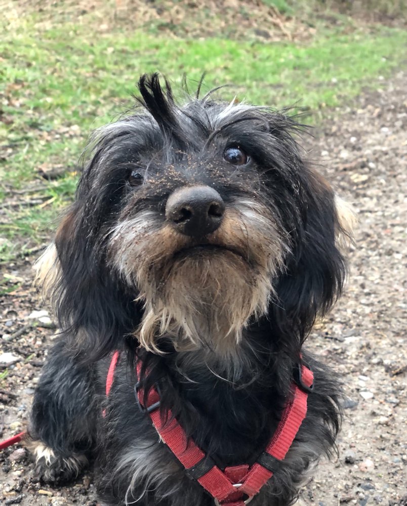 Hundetreffen-Spieltreffen-Profilbild