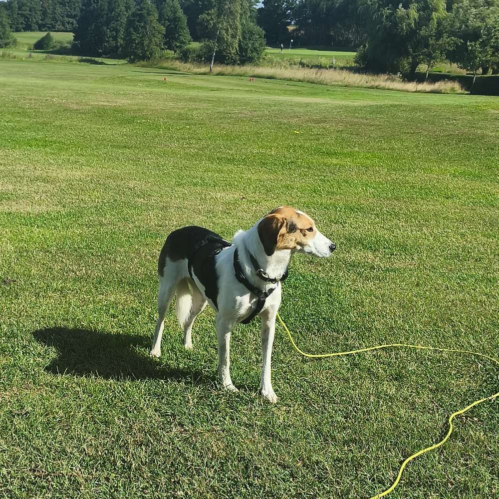 Hundetreffen-Gemeinsame Gassirunde-Profilbild