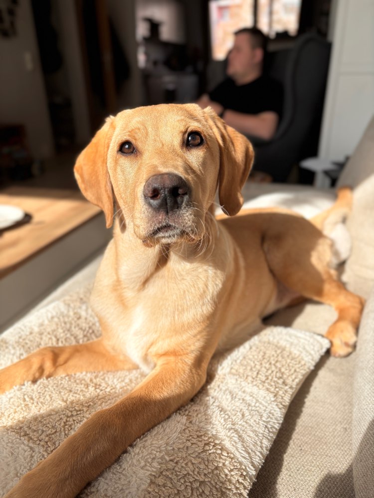 Hundetreffen-Ersthund: Austausch, Training, Spaziergang-Profilbild