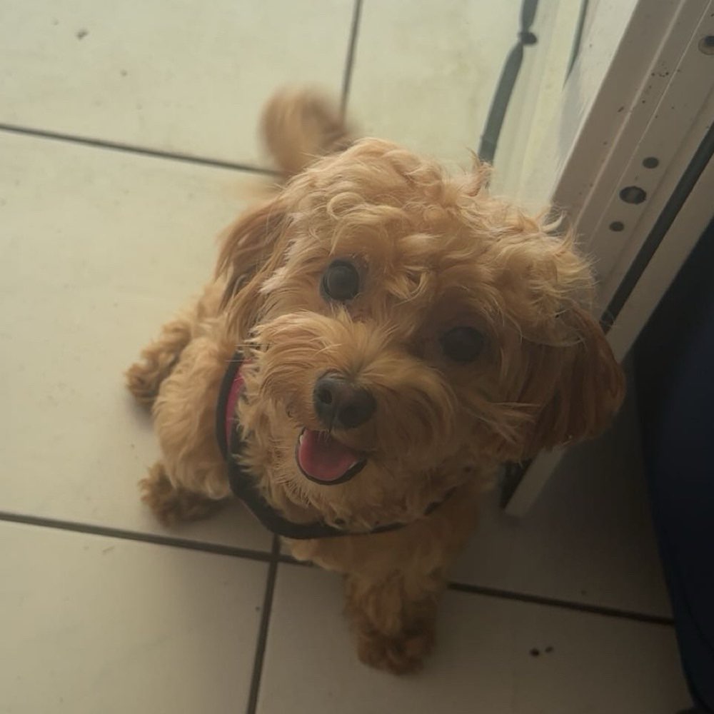 Hundetreffen-Tiffy sucht Spiel-&Gassi Kameraden-Profilbild