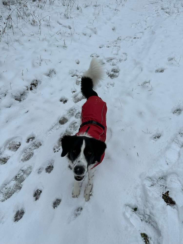 Hundetreffen-Spielkameraden gesucht-Profilbild