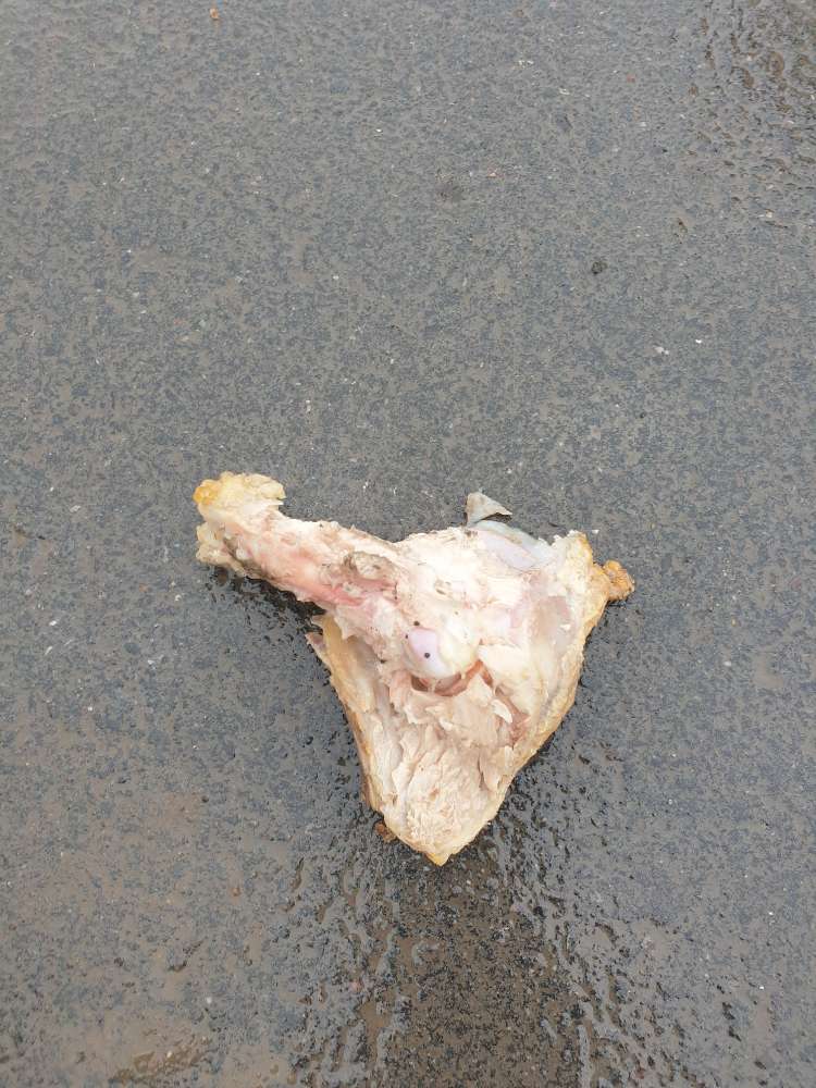 Giftköder-Hähnchen im hohen Gras-Profilbild